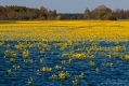 040_Biebrza - kwiecien 2010